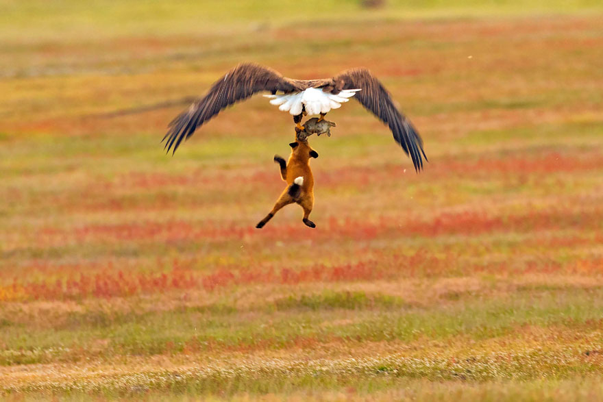 Wildlife Photography Eagle Fox Fighting Over Rabbit Kevin Ebi 6 5B0661Edc4434 880