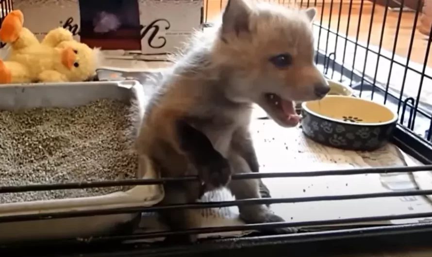 Couple Rescue A Wounded Baby Fox Crying Out And Staggering Towards Them
