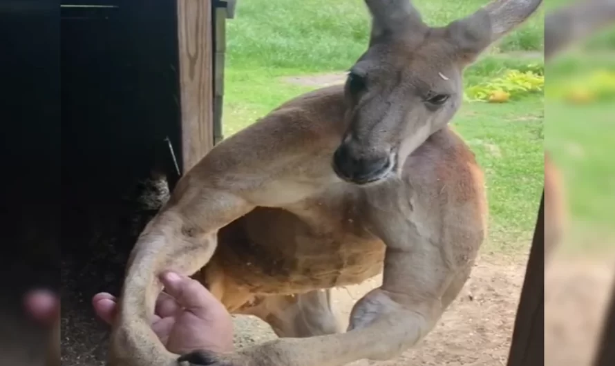 People Can’t Get Over Just How Huge Kangaroos Are