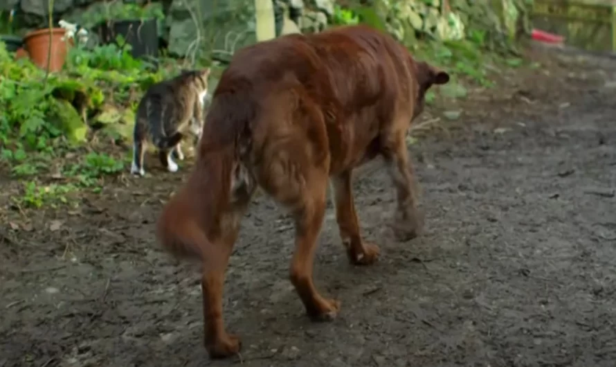 14 Year Old Chocolate Lab Locates His Way Through Life With A Guide Cat