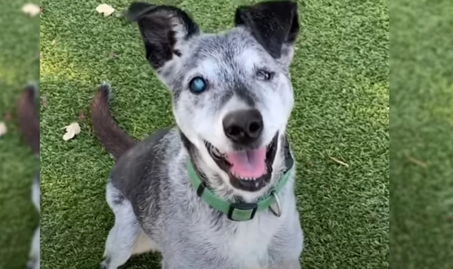 A 19 year old Dog Who Was Abandoned When He Was Near Death Has Actually Found A Forever Home