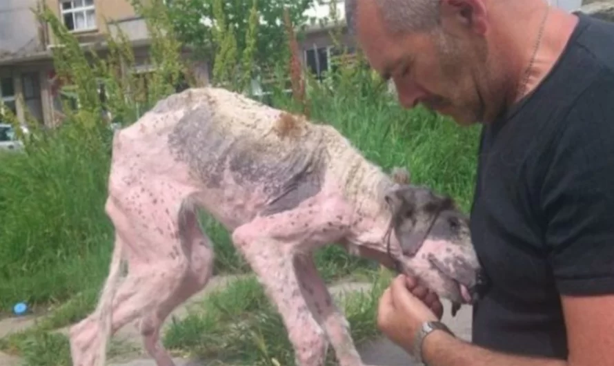 A Man Makes A Desperate Attempt To Save A Street Dog That Is On The Verge Of Death