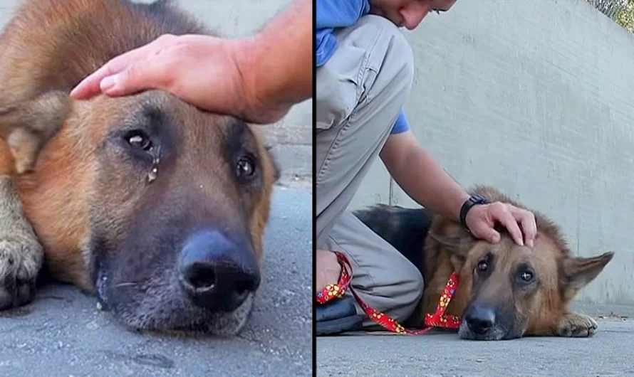 Abandoned And Trapped In Deep River, The Elderly Dog started weeping When The Volunteer Approached To Caress Him