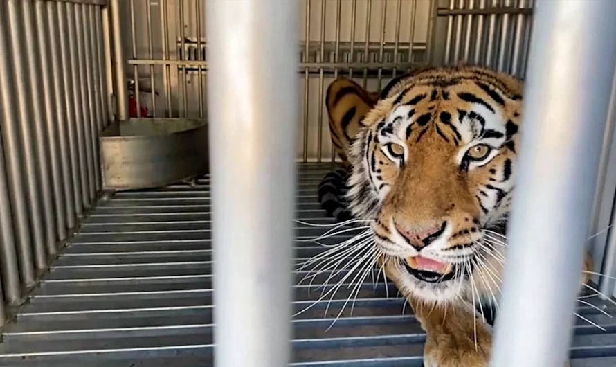Abused Tigers Are Lastly Free After Years Of Torture In Roadside Tourist Attraction