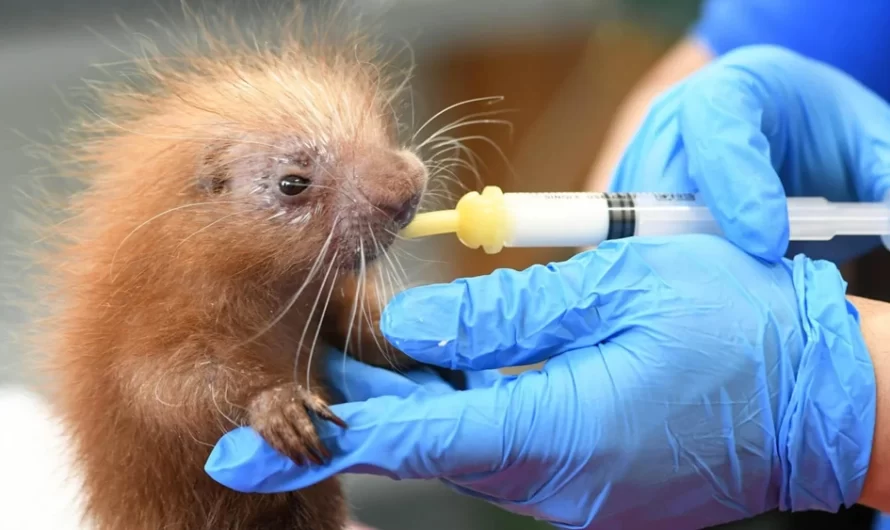 Adorable, Prickly New Baby Porcupine Is Birthed And Thriving At A Chicago Zoo