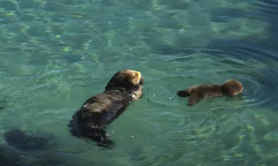Baby Sea Otter Learns To Roll In The Water With His Mother