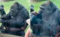 Endangered Gorilla Proudly Raises Her New Baby To Show Her Off To Zoo Visitors