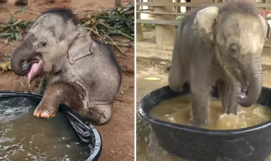 Baby Elephant Enjoys A Relaxing Bath For The First Time After Rescue