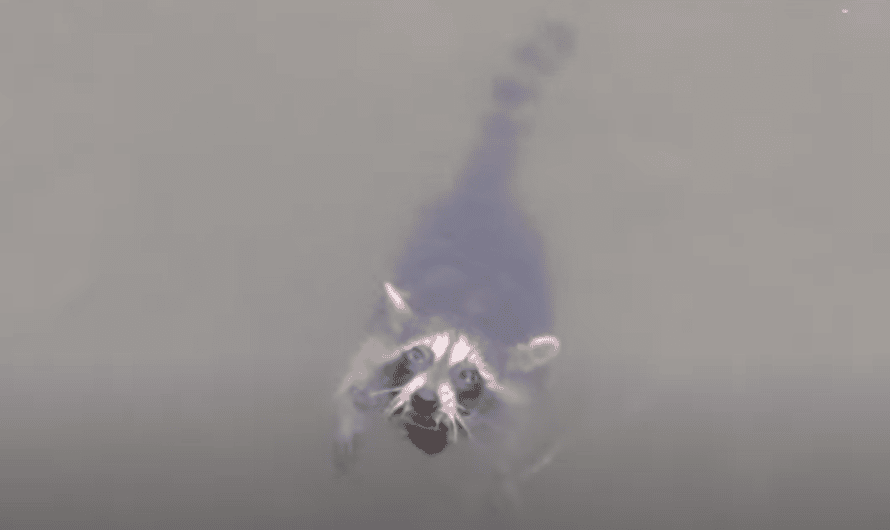 Boaters Heard Baby Raccoon’s Cries And Looked for Hours To Rescue Him