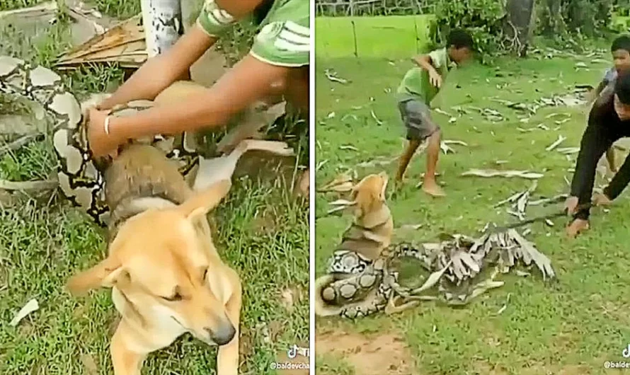 Brave Boys Fight Off Big Snake With Sticks And Leaves After It Wraps Itself Around Pet Dog And suffocate Him