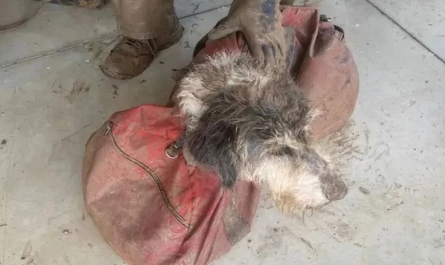 Brave Cavers, After A Two-Month Look, Find A Missing Dog 500 Feet Underground