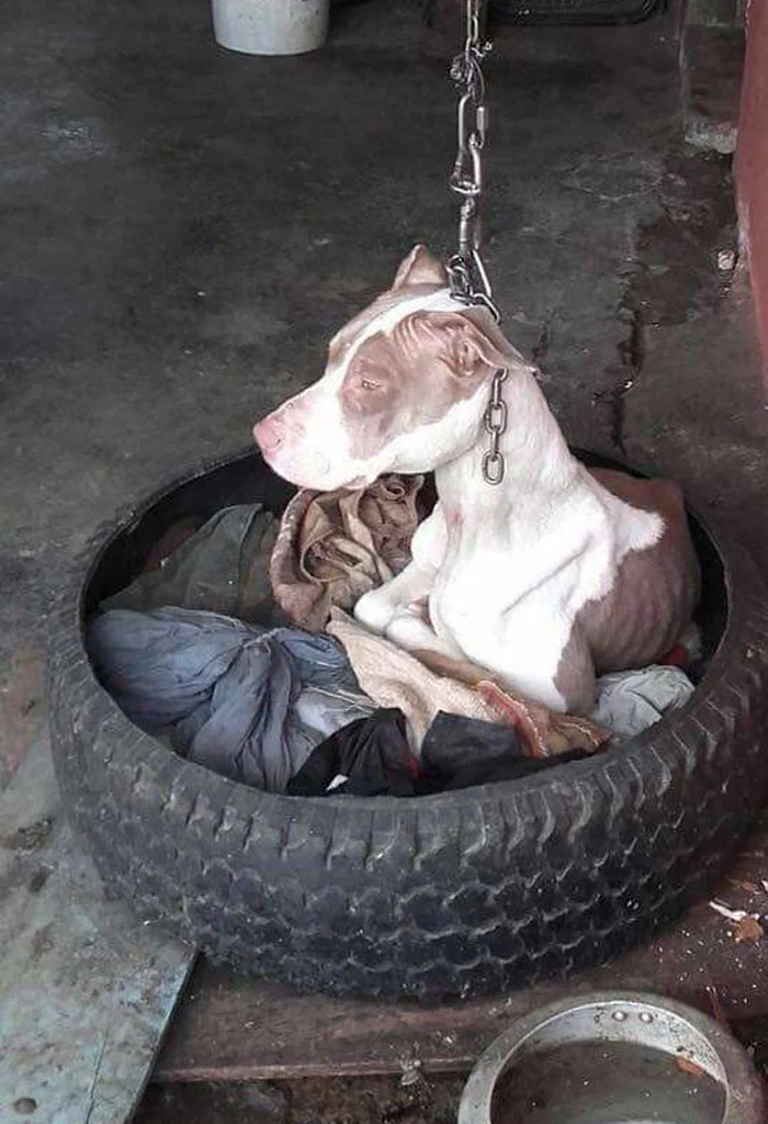 Brutally Kept Short Chain Dog Rescued Costa Rica 5B7533Ae54F90 700
