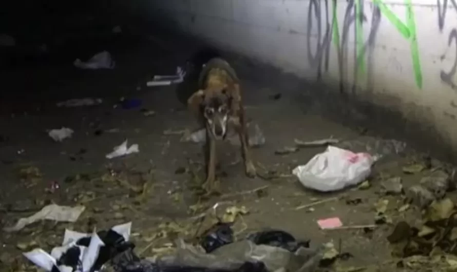 15 Year Old Dog Left In A Burial Ground At Night With Nothing