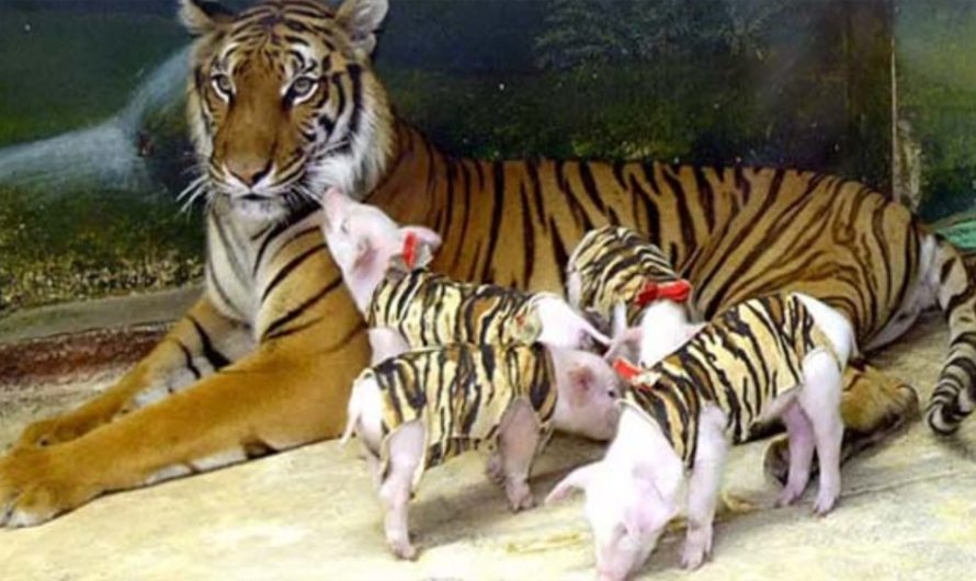Depressed TigerLoves To Spend Time With Her Piglet Babies (VIDEO).
