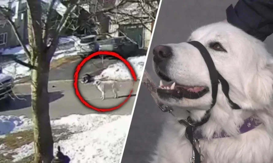 Dog Stops Traffic and Gets Assistance for Owner Having Seizure While Walking