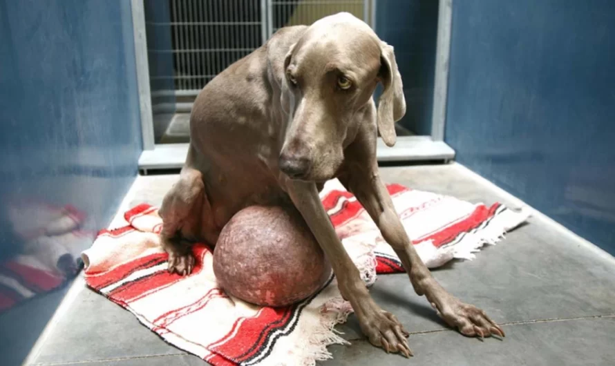 Dog With The Giant Tumor Was Saved And We Call It Gilbert Grape