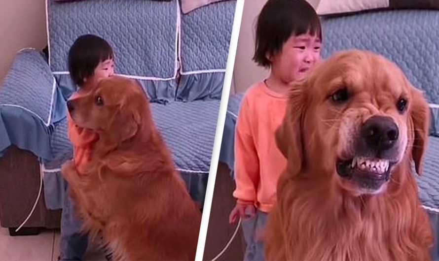 Faithful Golden Retriever Protects Crying Girl From Being Told Off By Mother