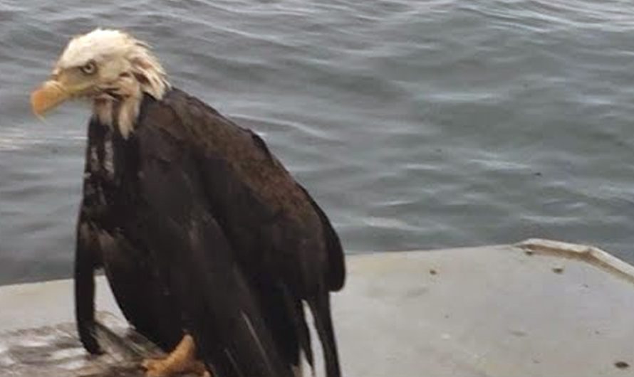 Fisherman Sees Bald Eagle Swimming Towards His Boat, Lends Him A Hand