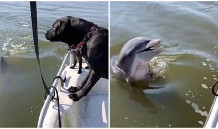Friendly Dolphin Follows Boat All Day And Frequently Emerges To Greet Dogs