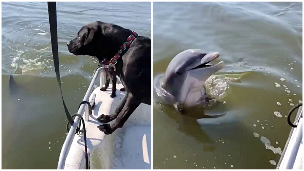 Friendly Dolphin Follows Boat All Day And Frequently Emerges To Greet Dogs