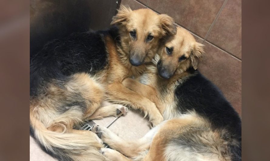 German Shepherds with unbreakable bond cling onto each other tightly at sanctuary