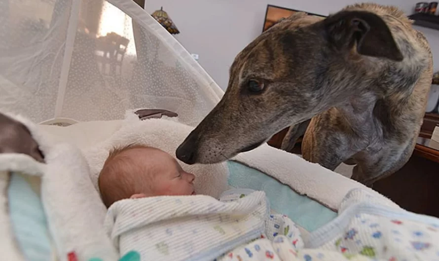 Greyhound Rescued From Racing Was Afraid Of Affection Until He Saw His Baby Brother