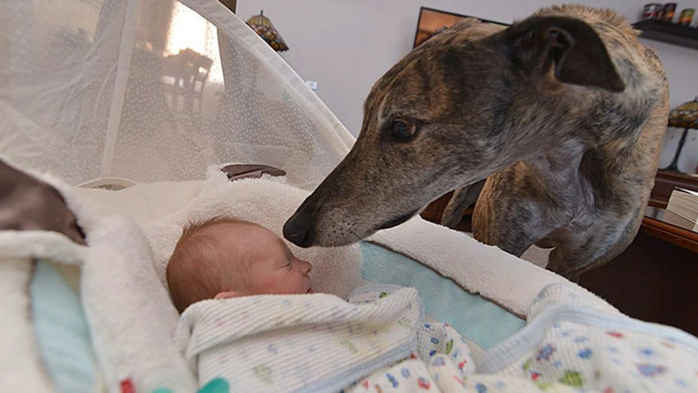 Greyhound Rescued From Racing Was Afraid Of Affection Until He Saw His Baby Brother