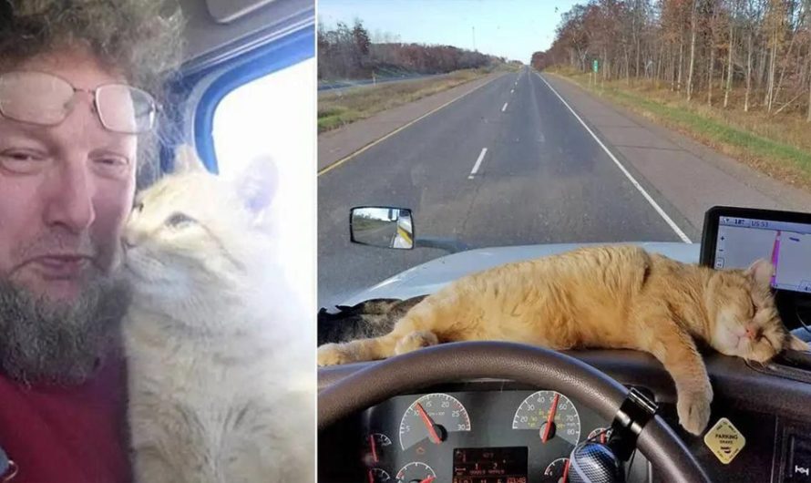 Lonely truck driver adopts stray cat and now he’s his co-pilot on the road
