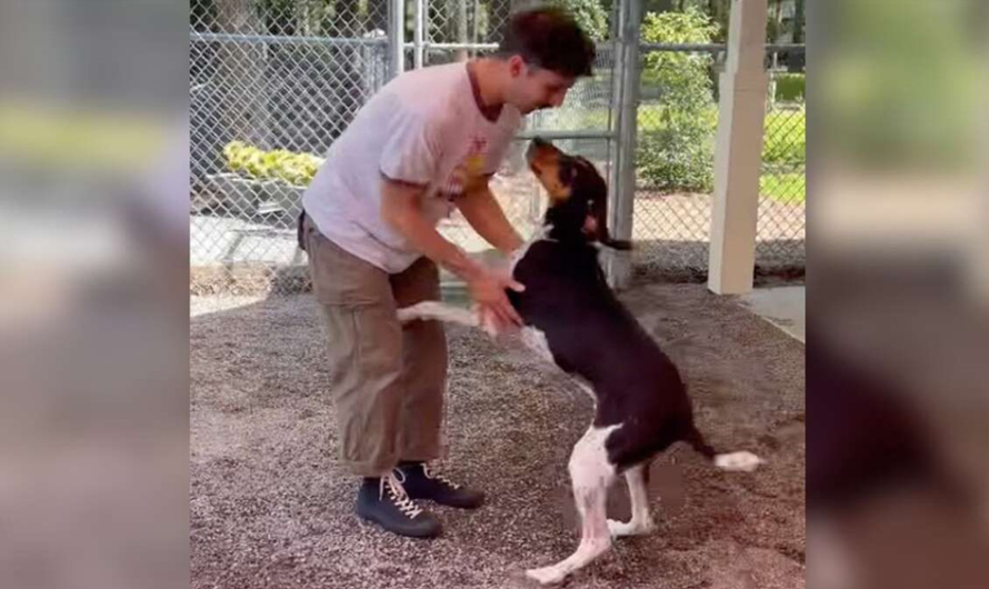 Loudest Dog At Shelter Is Stunned Silent When He Sees His Dad Once Again