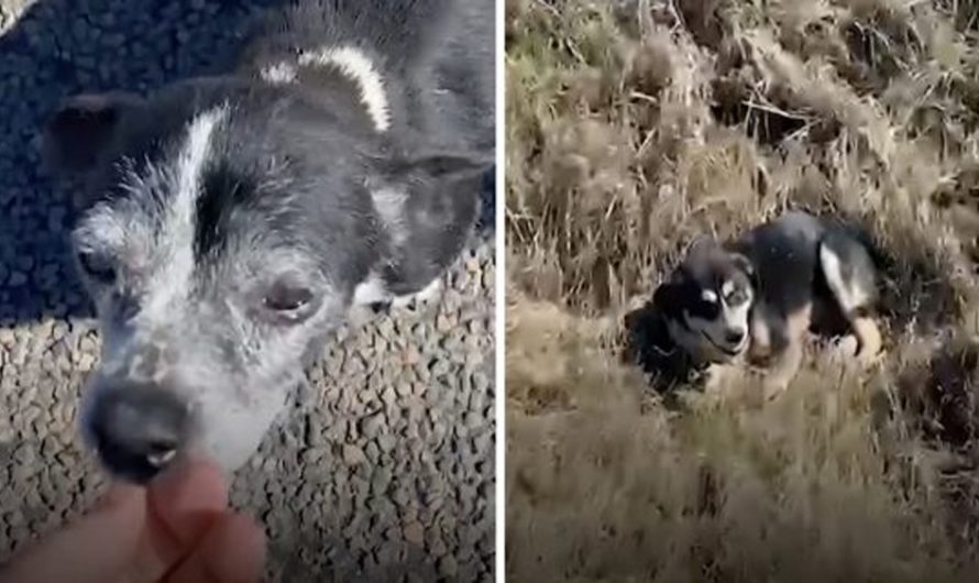 Loyal Dog Waits By Hurt Buddy For 6 Hours Till Help Arrives