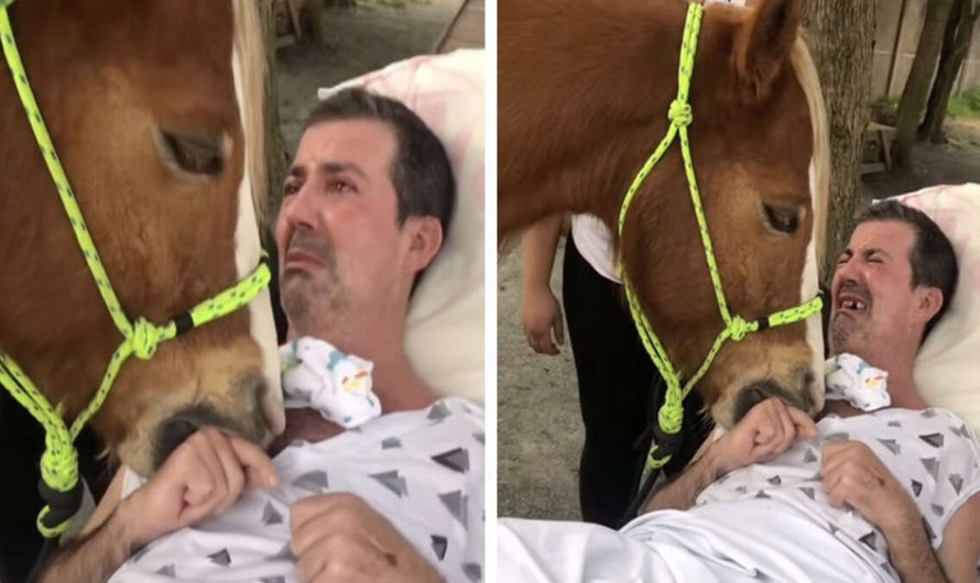 Man Is Moved To Tears Throughout Unforgettable Visit From A Gentle Horse