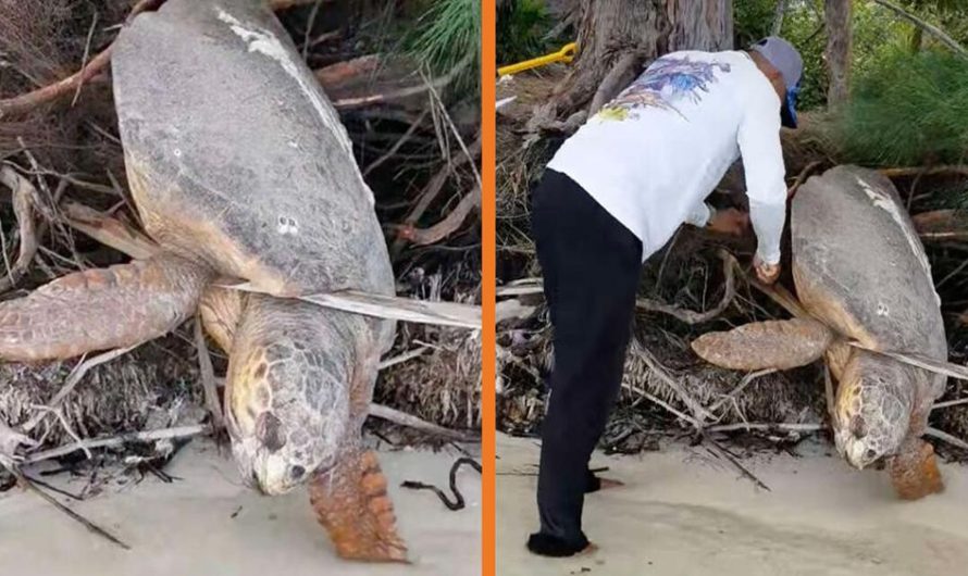 Man Notices Dead Sea Turtle Trapped On Land And Brings Her Back To Life