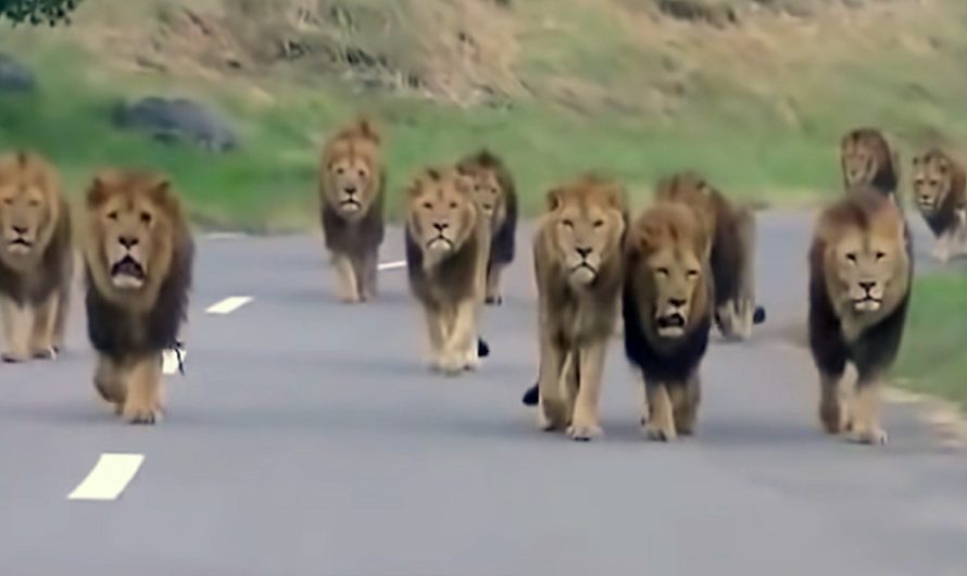 Man pulls out camera when he sees pride of male lions strutting toward vehicle