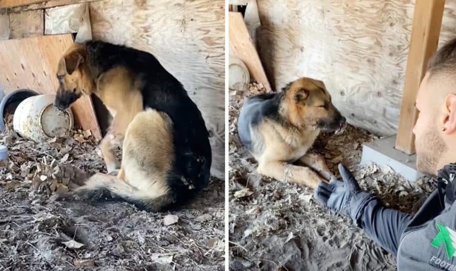 Man spots dog with porcupine quills in his face and rushes to save him