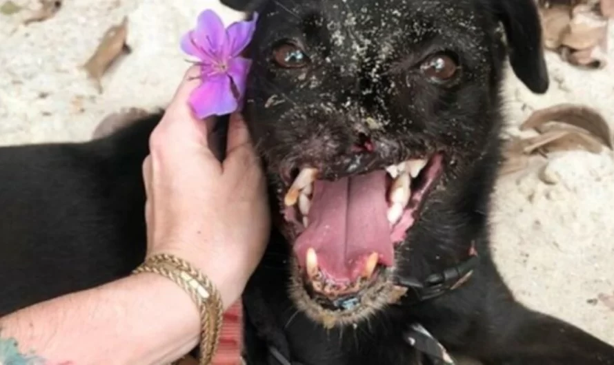 Meet Odin, The Dog Who Lost Part Of His Snout In An Accident And Still Found Kindness In His Proprietor That Adopted Him After He Spent 3 Years In A Sanctuary