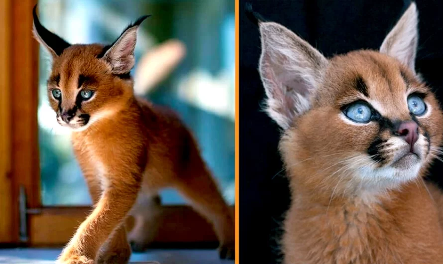 Meet The Caracal Cat, The Most Beautiful Feline Species On The world