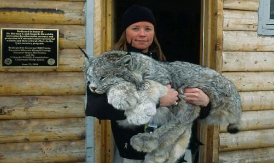 Meet The Spectacular Big Pawed Canadian Lynx – One Of The Rarest Huge Cats In The World