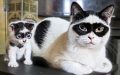 Meet Zorro The Stunning Father Cat Who Has a Lookalike Baby Kitten