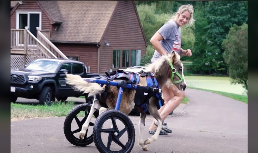 Miniature horse unable to use hind legs gets wheelchair and runs for first time