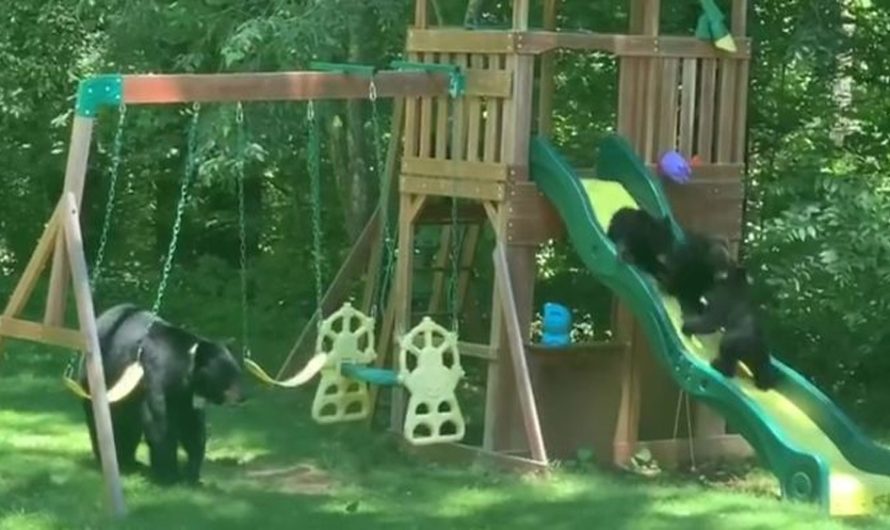 Mother Bear Takes Her 5 Cute Cubs To Play In A Children’s Playground