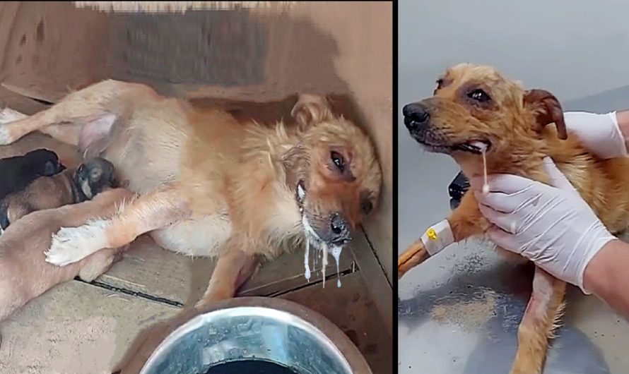 Mother Dog Got Poisoned, However Spend Last Energy Lifting Her Head Beg To Save Her Puppies