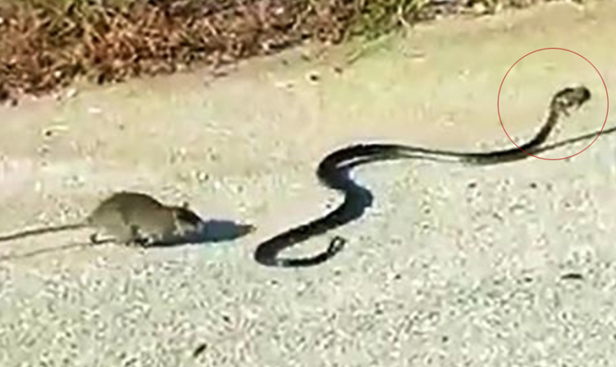 Mother Rat Saves Her Baby From Snake