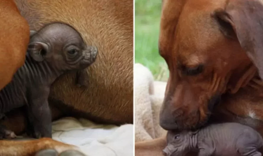 Abandoned Little Piglet Was Near Death. Just In The Nick Of Time, A Mama Dog Steps In