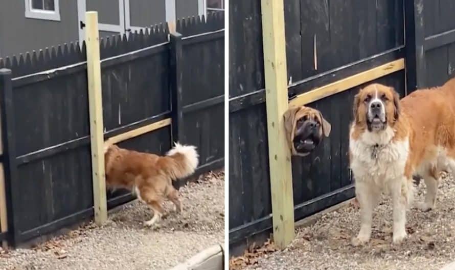 Neighbor Dogs Force A Hole In The Fence So They Can See Each Other