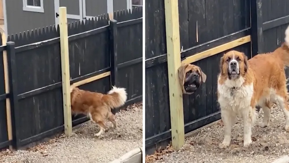 Neighbor Dogs Force A Hole In The Fence So They Can See Each Other