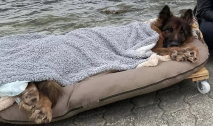 Old and paralyzed dog that was abandoned, meets the sea and true love before dying