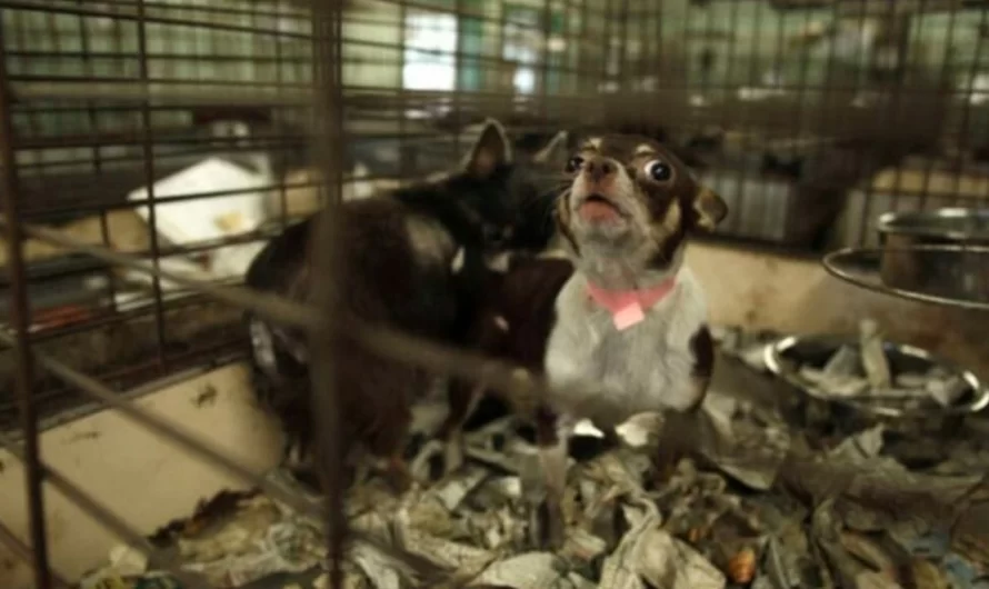 Only Rescue Dogs And Cats Are Currently Allowed To Be Sold At California Pet Stores