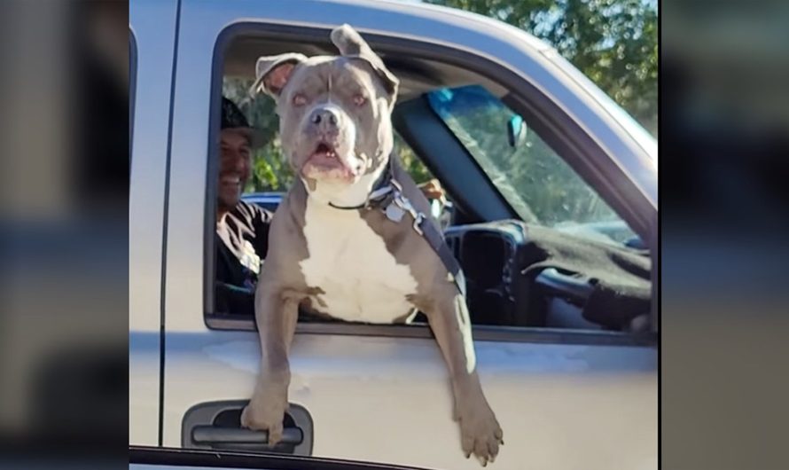 Pittie freaks out when he sees brother in the car next to him