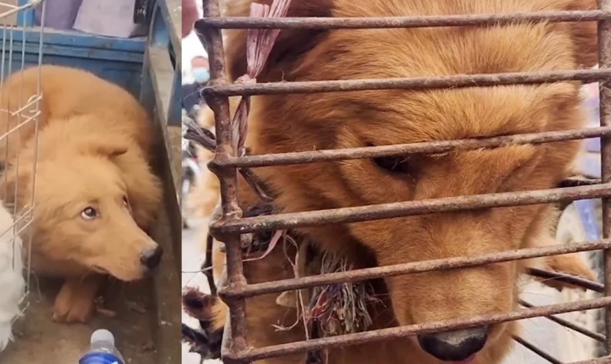 Poor Dog’s Face Is Deformed In Pain By Cage Chained, However Only Can Cry Softly Even Be Rescued