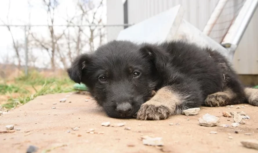 Puppy Who Could Not Walk Learns To Walk Again As 295 Dogs Are Saved from a Puppy Mill